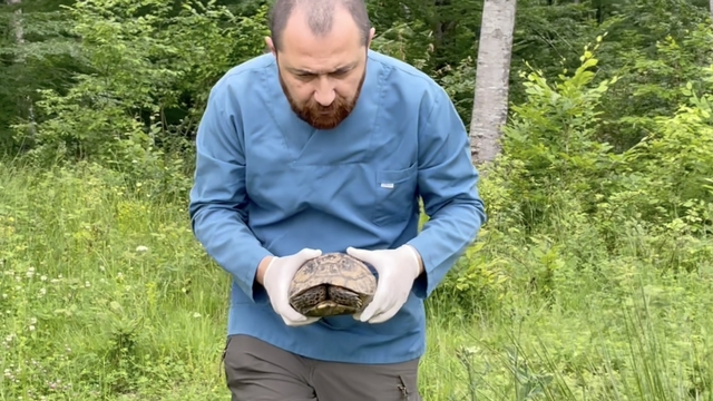 Sinop'ta doğada bitkin bulunan kaplumbağa tedavi edildi