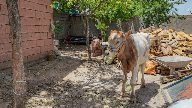 Diyarbakır'da 3 aylıkken ahırdan kaçan buzağı 9 ay sonra bulundu