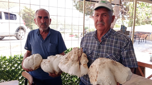 Mersin'de bir kişi toplam 20 kilogramlık dört mantar buldu