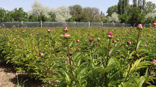 Sivas'ta şakayık hasadı yapıldı