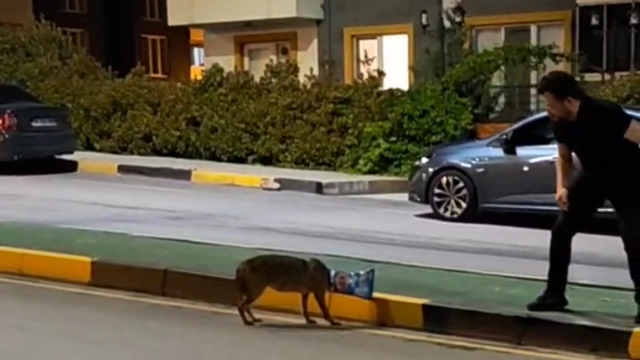 Başına poşet takılan çakalı vatandaş kurtardı