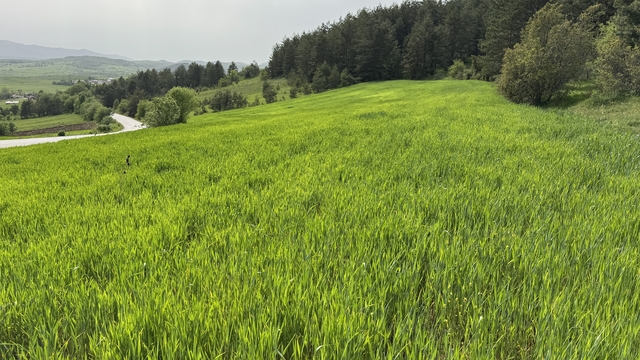 Karabük'te 200 bin dekar alana hububat ekildi