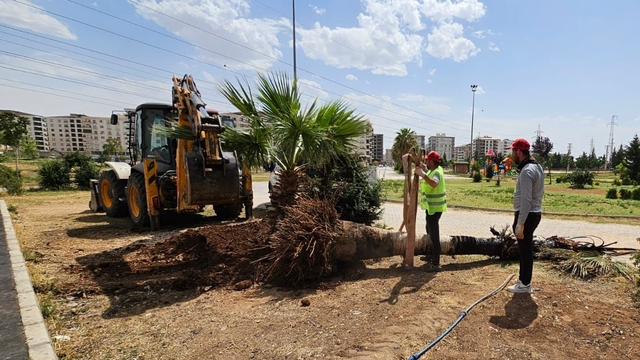 Mardin Büyükşehir Belediyesi, yanan palmiyenin yerine yenisi dikti