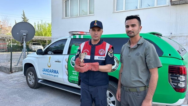 Kilis'te yaralı bulunan kerkenez kuşu koruma altına alındı