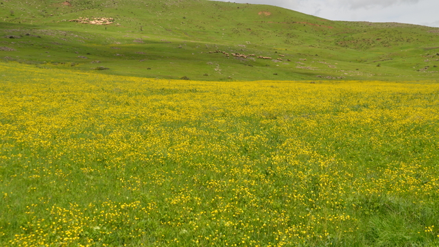Havanın ısındığı Muş Ovası çiçeklerle renklendi
