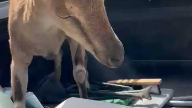 Bitkin halde buldukları dağ keçisini su ve yiyecek verip yeniden doğaya saldılar