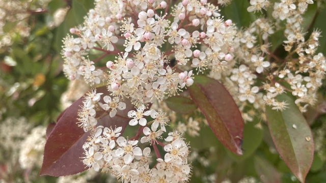 İklim değişikliği, polen mevsimini de etkiledi