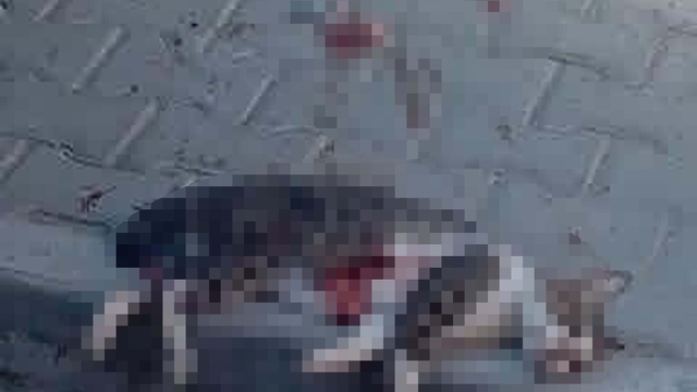 Sokak kedisini pompalı tüfekle vurarak öldüren şüpheliye gözaltı