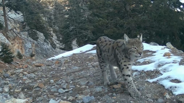 Akdeniz'deki yaban hayatını fotokapanlar görüntüledi