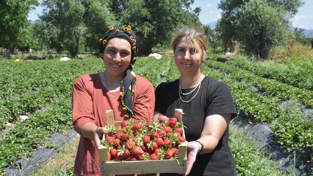 Kız kardeşler, devlet desteğiyle çilek üreterek bölgedeki kadınlara örnek oluyor