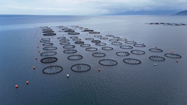 Ordu'da üretilen Türk somonundan yaklaşık 1 milyar lira katkı bekleniyor