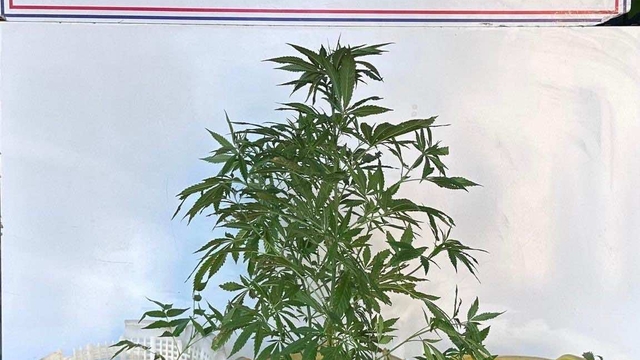 Sarıgöl'de uyuşturucu operasyonunda 1 şüpheli yakalandı