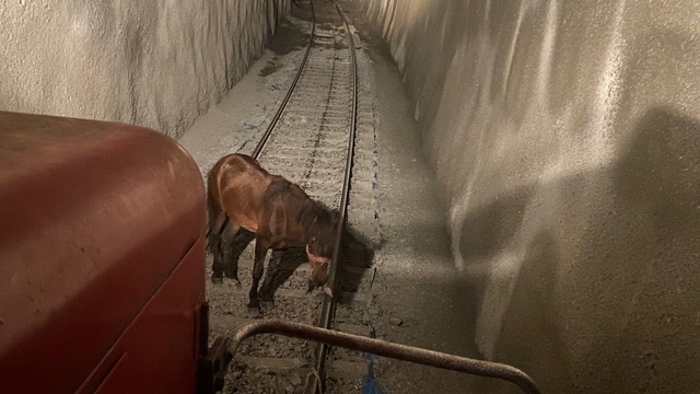 Kars'ta tünelde raylara bağlanan at makinistlerin dikkatiyle kurtuldu