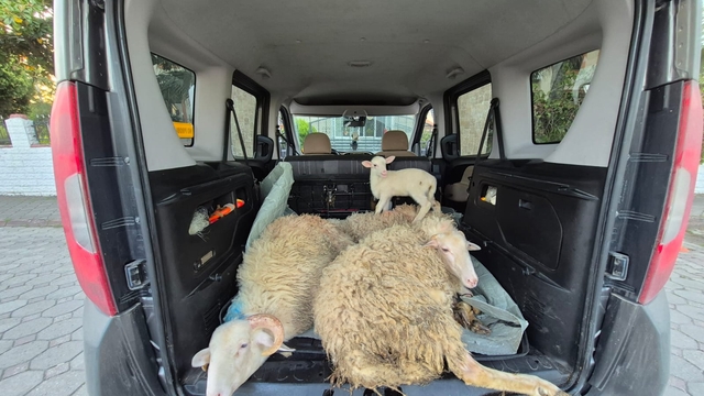 Sakarya'da aldıkları 4 küçükbaş hayvanın parasını ödemeden kaçan 2 zanlı tutuklandı