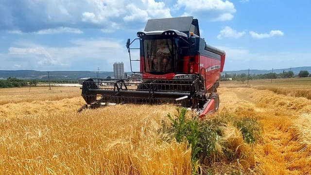 Gelibolu'nun ilk arpa hasadı yapıldı