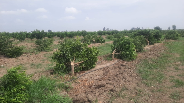 Mersin'de bir bahçedeki 460 mandalina ağacına zarar verildi
