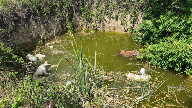 Edirne'de su dolu çukurda başsız 3 köpek ölüsü bulundu