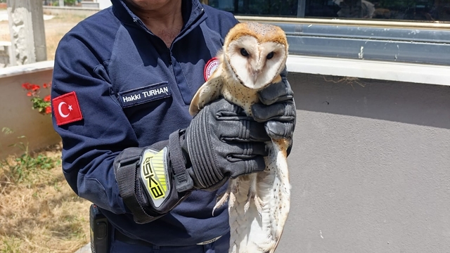 Balıkesir'de balkon pervazına takılarak yaralanan baykuş kurtarıldı