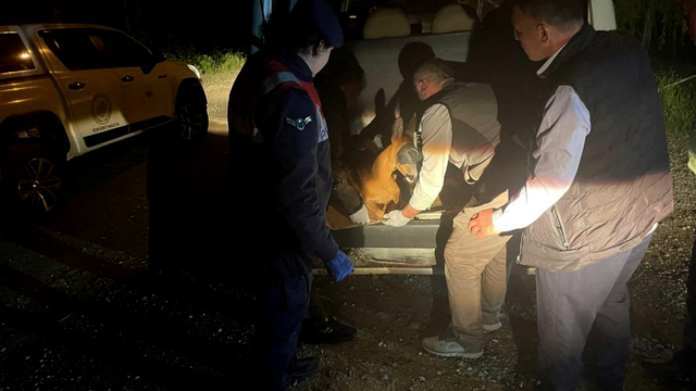 Gümüşhane'de yaralı karaca tedavi altına alındı