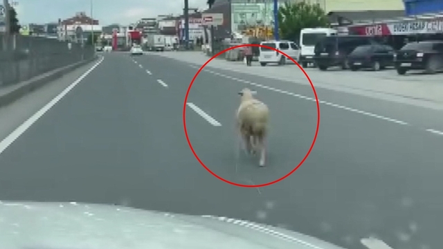 Kaçan kurbanlık koyun kara yoluna çıktı