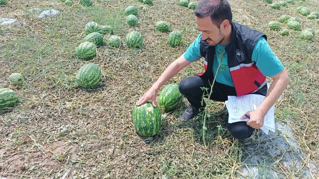 Serik'te sağanak ve dolunun zarar verdiği alanlarda hasat tespit çalışması yapılıyor