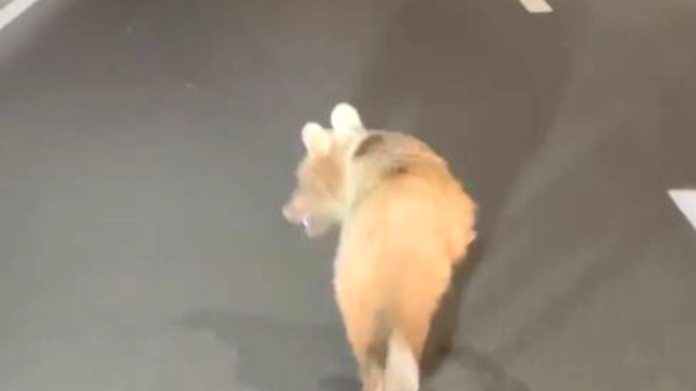 Zigana Tüneli'ne yavru ayı girdi