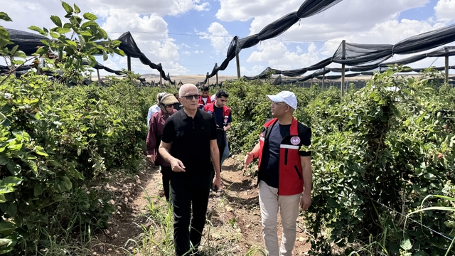 Siirt'te GAP destekli 34 milyon lira hibeyle 250 dekar alanda böğürtlen üretilecek