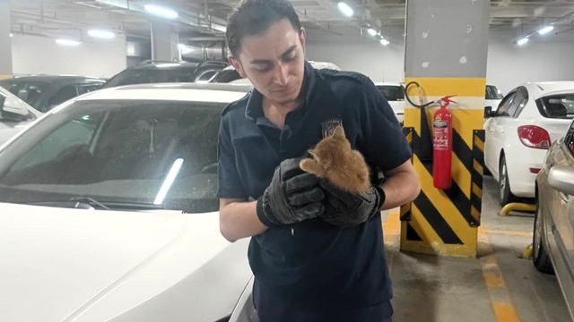 Amasya'da otomobilin motor bölümüne sıkışan kedi yavrusunu itfaiye kurtardı