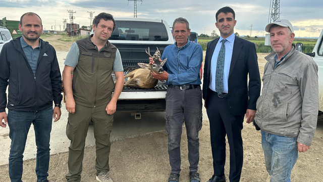 Sulama kanalına düşen karacayı çiftçiler kurtardı