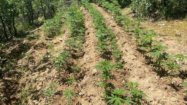 Bingöl'de 4 bin 763 kök Hint keneviri ele geçirildi