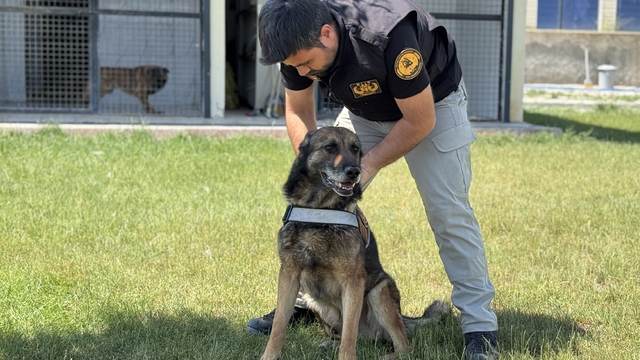 Görevini tamamlayan emniyetin bomba arama köpeği "Artur" ekip arkadaşından ayrılmayacak