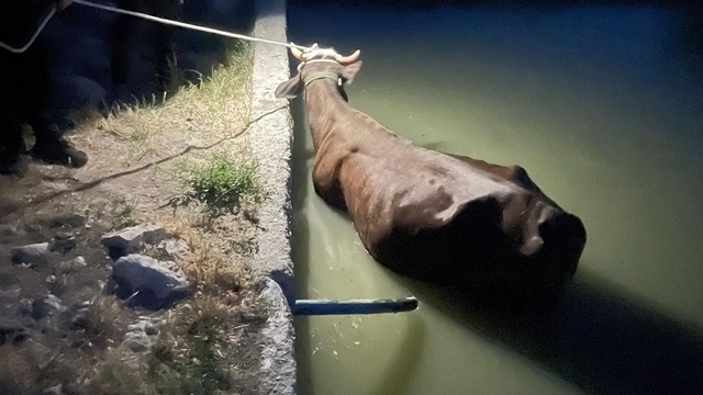 Gölbaşı'nda sulama havuzuna düşen inek kurtarıldı