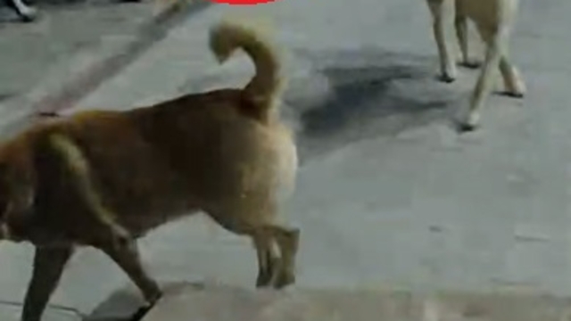 Sokak köpeklerinin saldırdığı kedi öldü