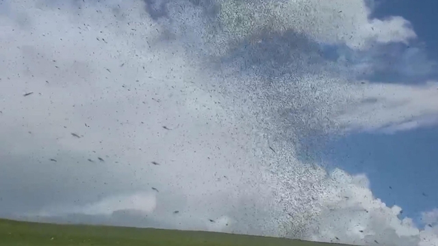 Çıldır Gölü çevresinde 'yeşil sinek' istilası