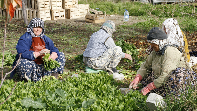 Beypazarı'nda tarım işçilerinin yevmiye ücreti belirlendi