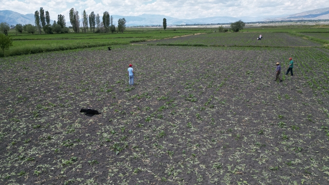 Erzincan'da domuzlar tarlalara zarar verince çiftçiler nöbete başladı