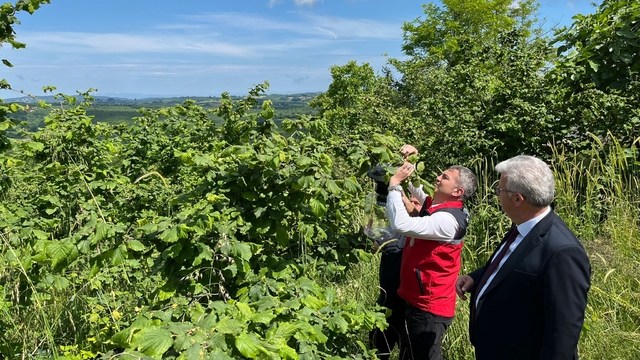 Kandıra'da kahverengi kokarcayla mücadele sürüyor