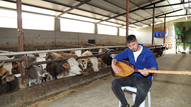 Hayvanları için saz çalıp türkü seslendiriyor