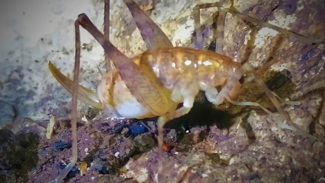 Diyarbakır'da bulunan yeni çekirge türüne 'Troglophilus diclensis' ismi verildi