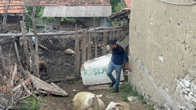 Kütahya'da kurtların saldırdığı 11 koyun telef oldu