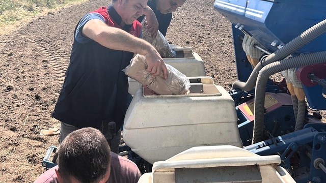 Kırklareli'nde "Aga" mısır çeşidi deneme sahası kuruldu