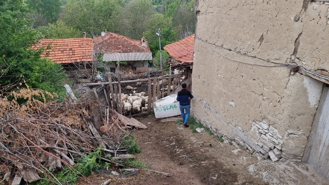 Kütahya'da ağılan girip sürüye saldırdı; 25 koyun öldü