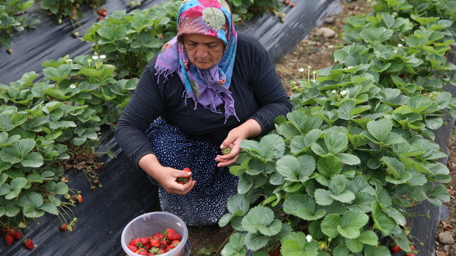 Ordu'da çilek hasadı başladı