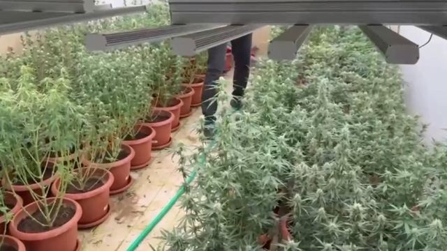 Villalara sera kurup kenevir yetiştiren 3 şüpheli tutuklandı