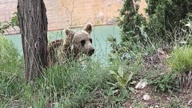 Yiyecek arayan yavru ayı, cep telefonuyla görüntülendi