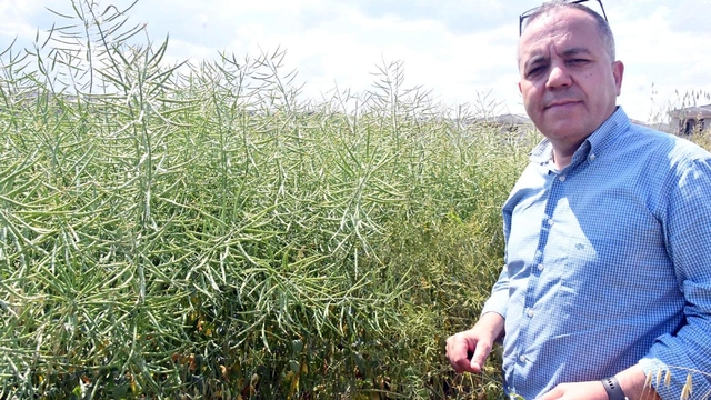 Prof. Dr. Sağlam: Kanola tarlalarında görülen tırtılda salgın yok