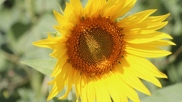 Çukurova'da su krizine karşı ayçiçeği yetiştiriciliği önerisi