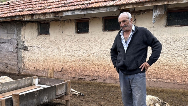 Kırıkkale'de kurtların saldırdığı 18 küçükbaş telef oldu