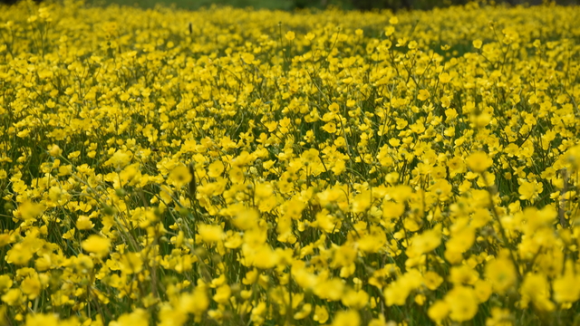 Gümüşhane'de adını "sarı çiçek"ten alan köydeki tarlalar renklendi