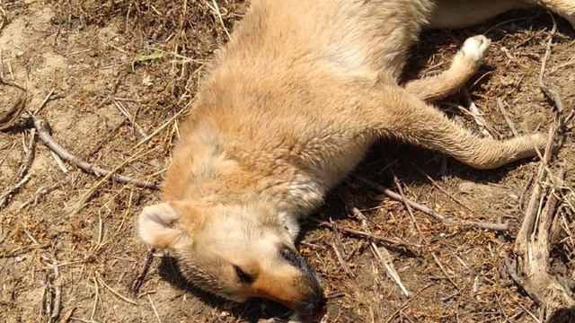 Zehirlendikleri öne sürülen 6 sokak köpeği ile 2 kedi öldü